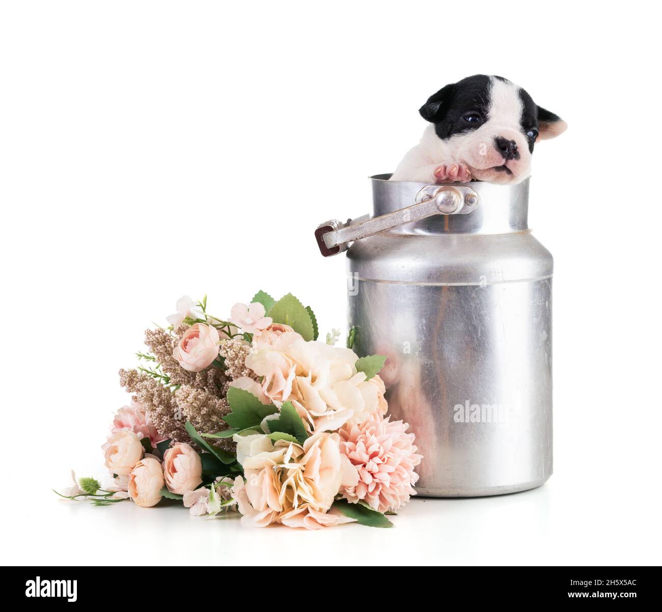 Portrait of american bully 3 week old puppy in an antique milk jug on white background Stock Photo