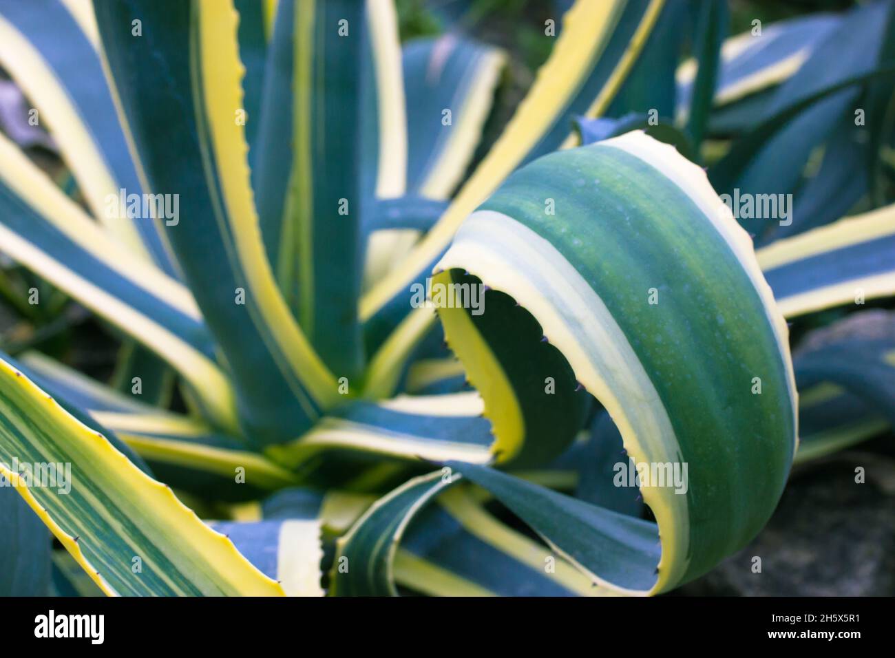 Agave century plant variegated on plantation. Huge green leaves, yellow