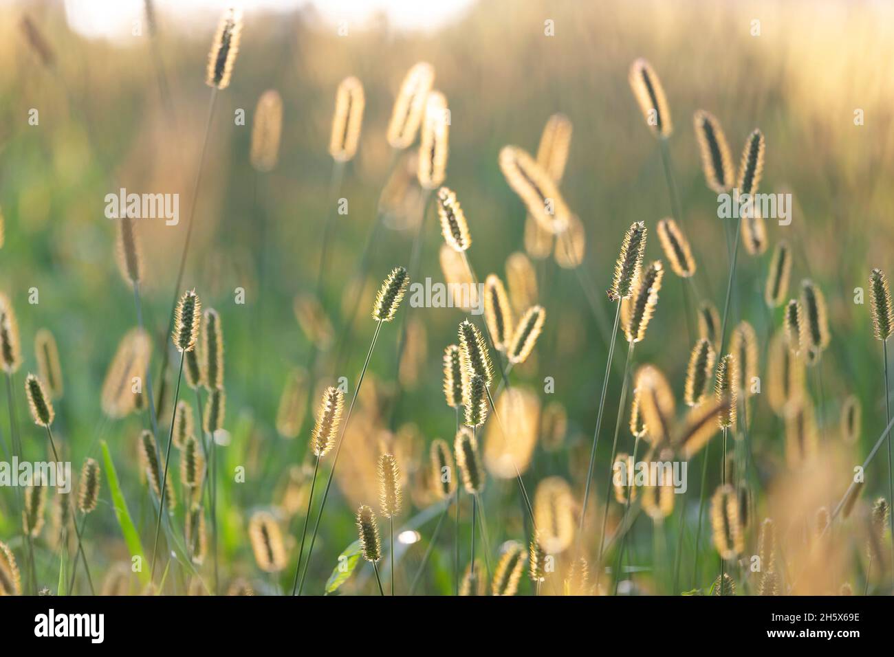 Outdoor grass sunlit from behind with warm sunset light. Enchanting moment of summer. Stock Photo