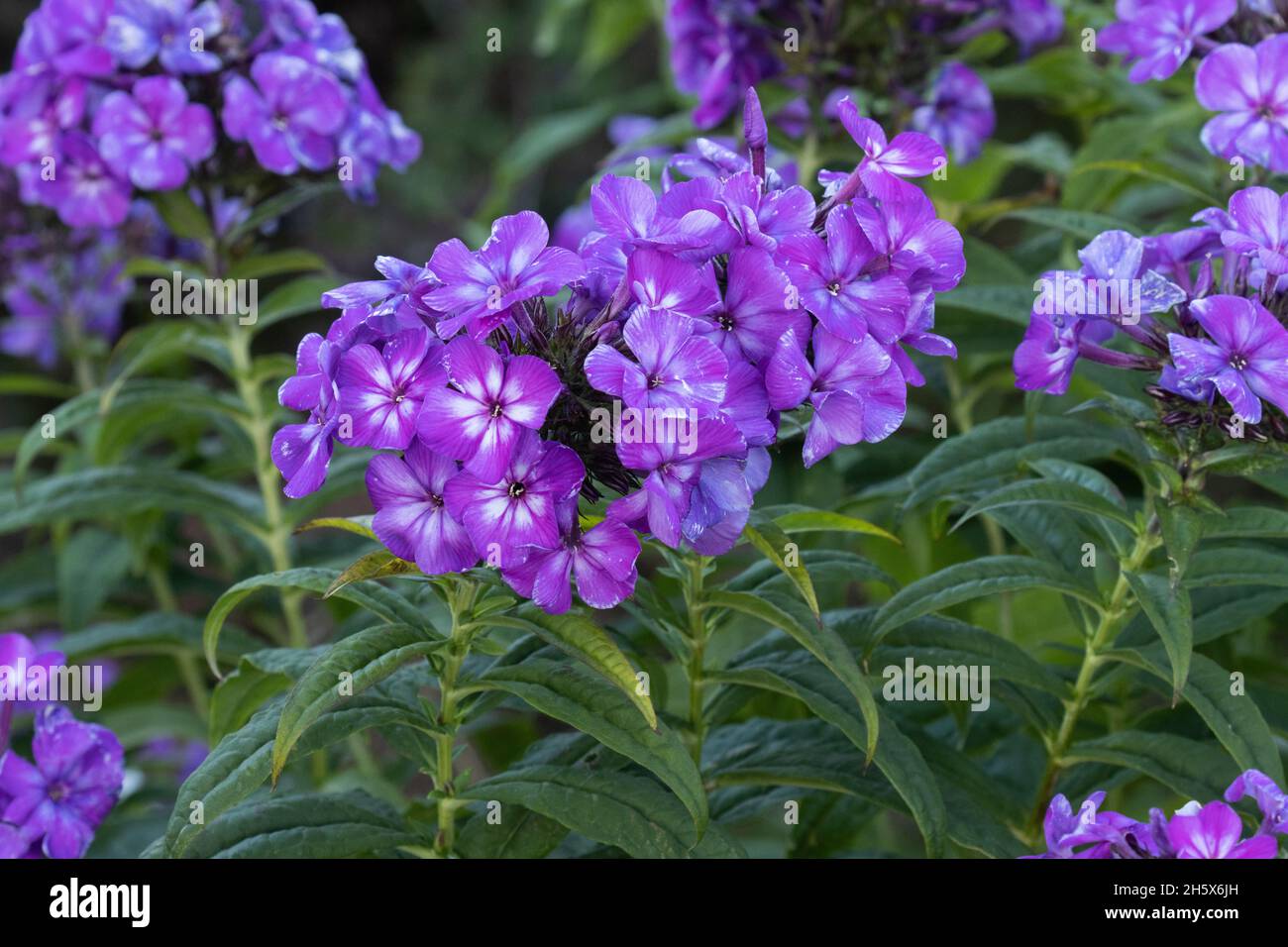 Close-up of a dark purple Phloxes in European garden. Stock Photo