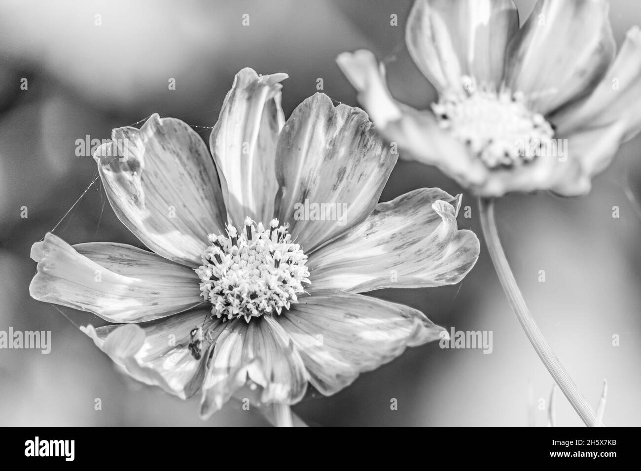 Garden and cosmos Black and White Stock Photos & Images - Alamy