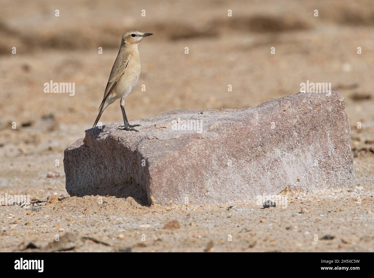 Isabelline Wheatear (Oenanthe isabellina) perced on stone block Little Rann of Kachchh, Gujarat, India        November Stock Photo