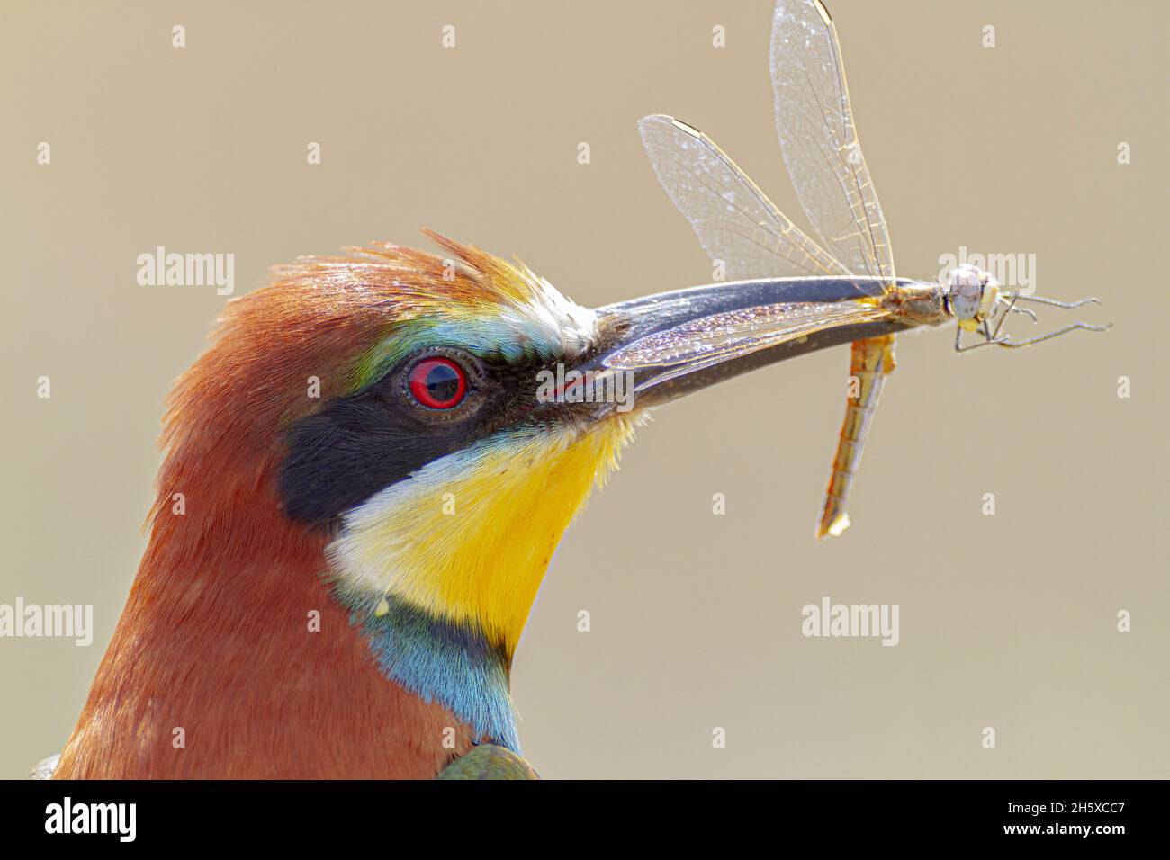 Small bee eater with colorful plumage eating insect in natural habitat Stock Photo