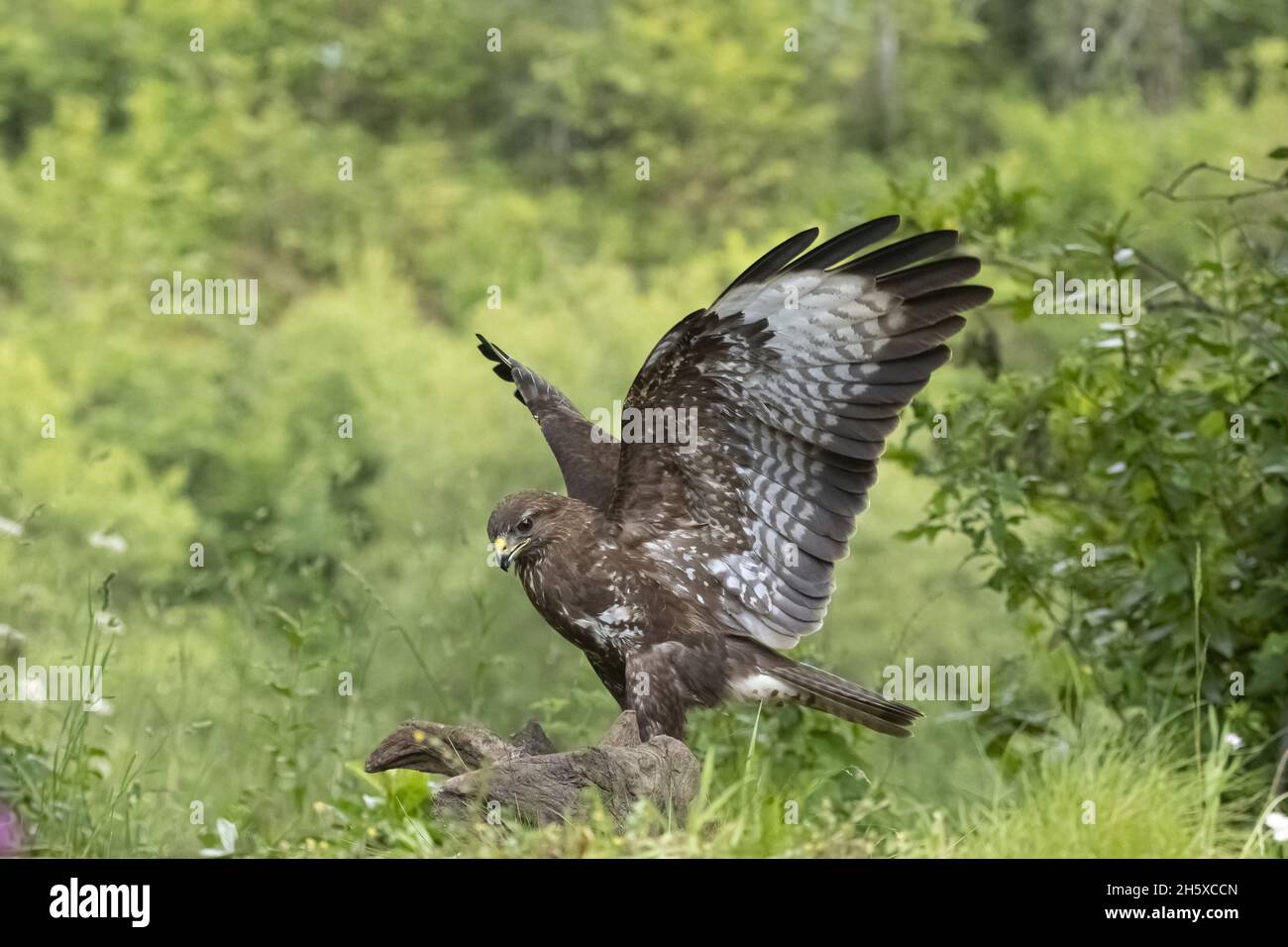 Side view of predatory bird golden eagle from family Accipitridae spreading wings in wildlife