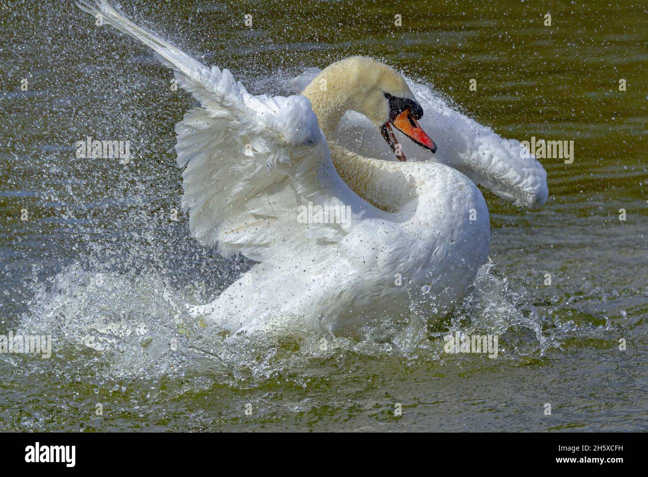 Side view of graceful white mute swan flapping wings and splashing ...