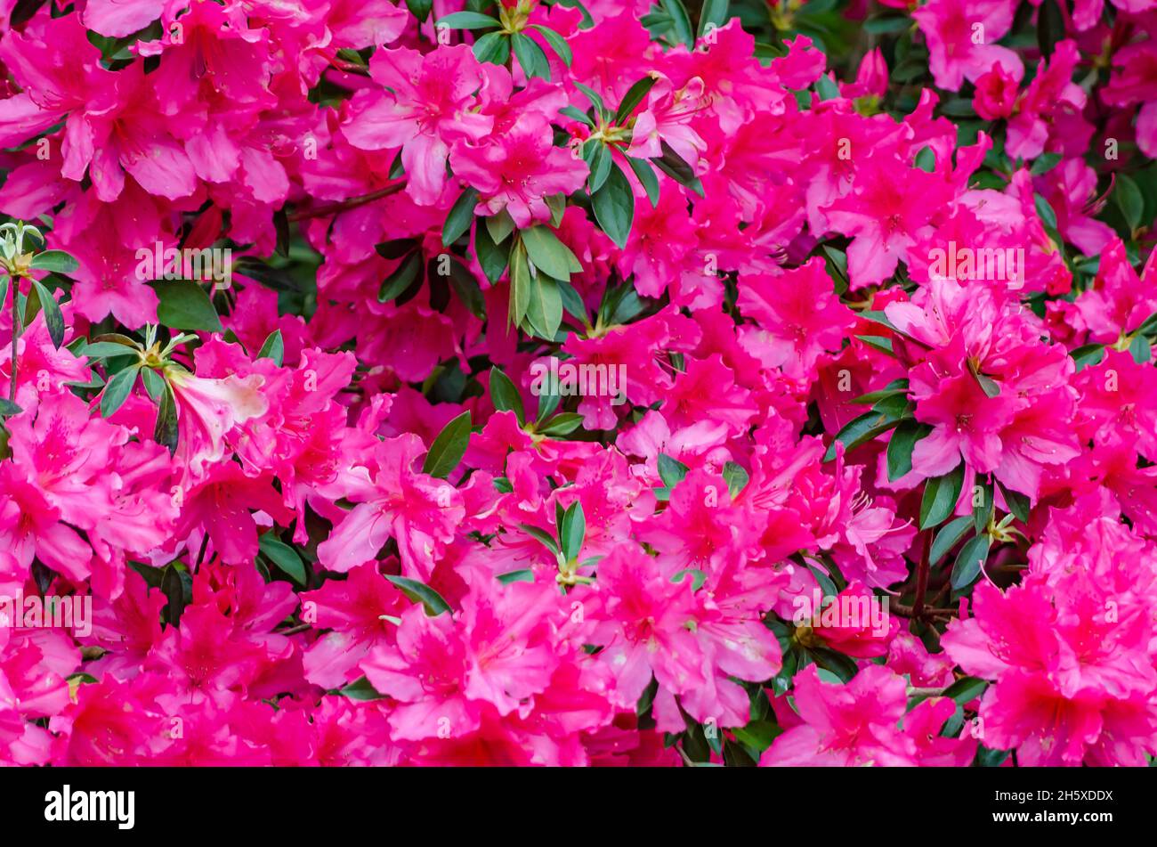 Southern Indian azaleas (Rhododendron indicum) bloom, April 8, 2014, in Mobile, Alabama. Stock Photo