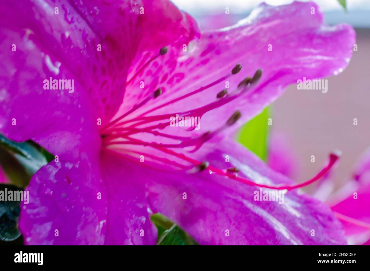 Southern Indian azaleas (Rhododendron indicum) are dotted with water droplets, April 8, 2014, in Mobile, Alabama. Stock Photo