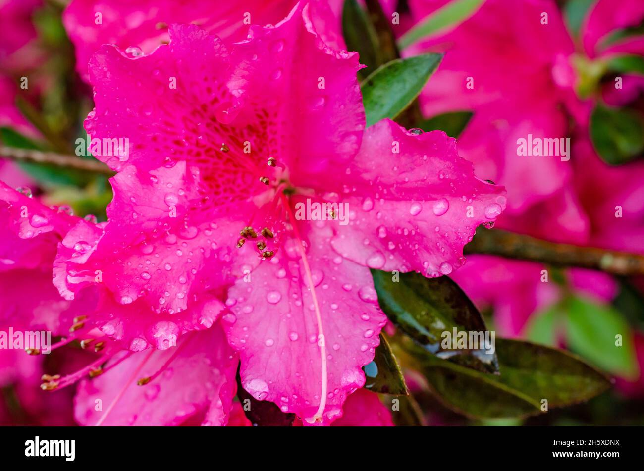 Southern Indian azaleas (Rhododendron indicum) are dotted with water droplets, April 8, 2014, in Mobile, Alabama. Stock Photo