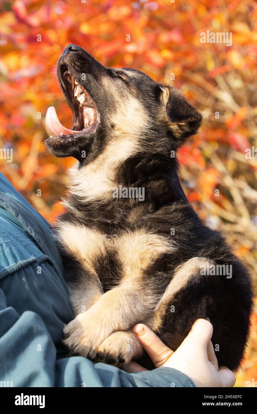 Incredibly adorable small puppy yawning on an autumn evening. Stock Photo