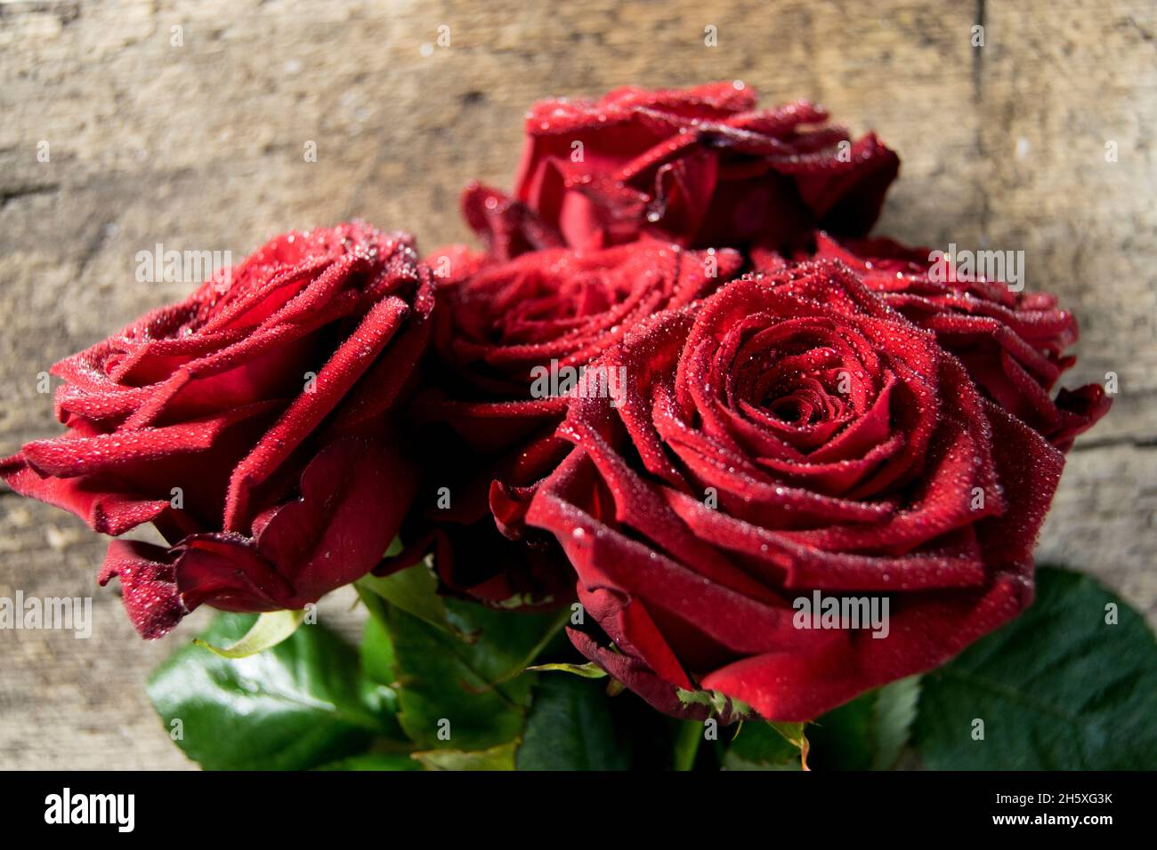 Deep red premium roses with slight dew on the velvety petals Stock Photo
