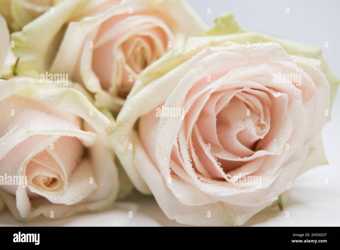 Three single pale pink premium roses Stock Photo