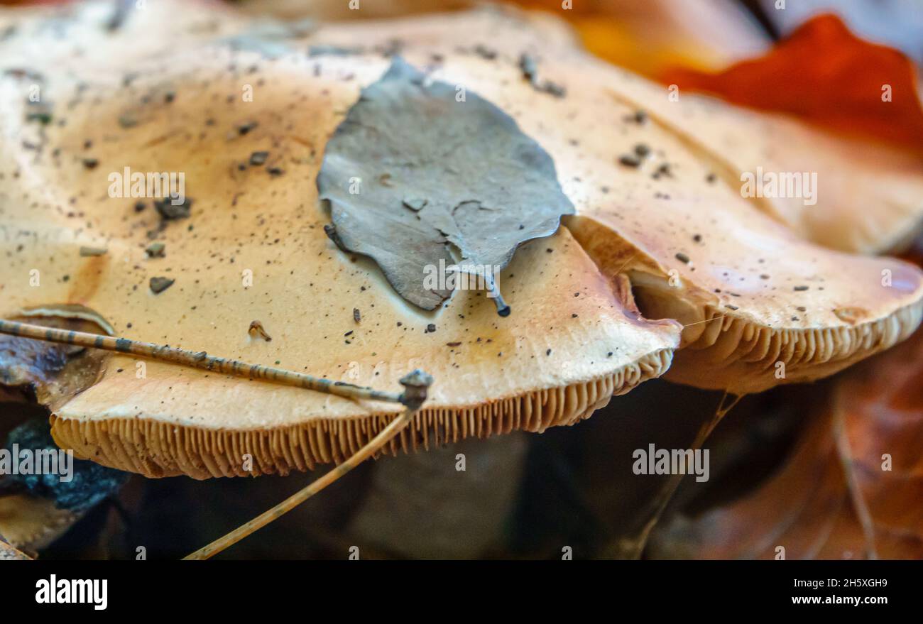 close up of a funeral bell mushroom (Galerina marginata) with a grey leaf stuck to the cap Stock Photo