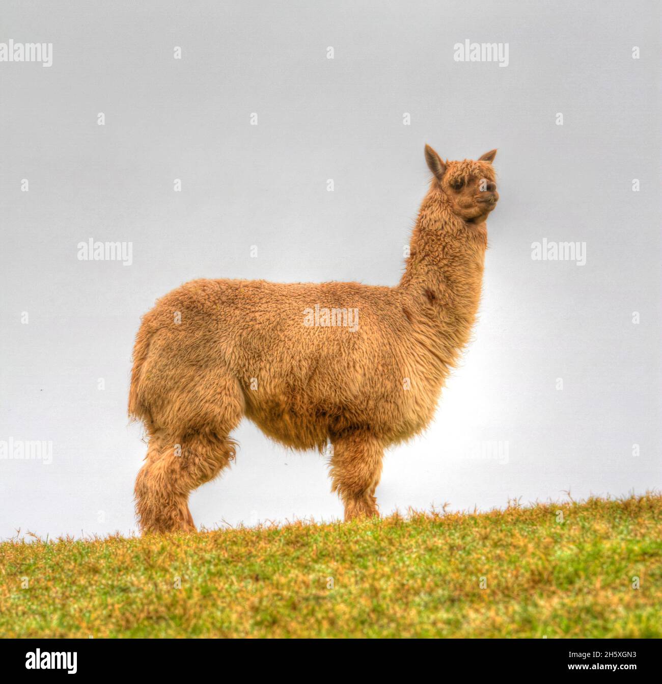 Alpaca animal brown and hairy fleece magnificent popular specimen Stock Photo