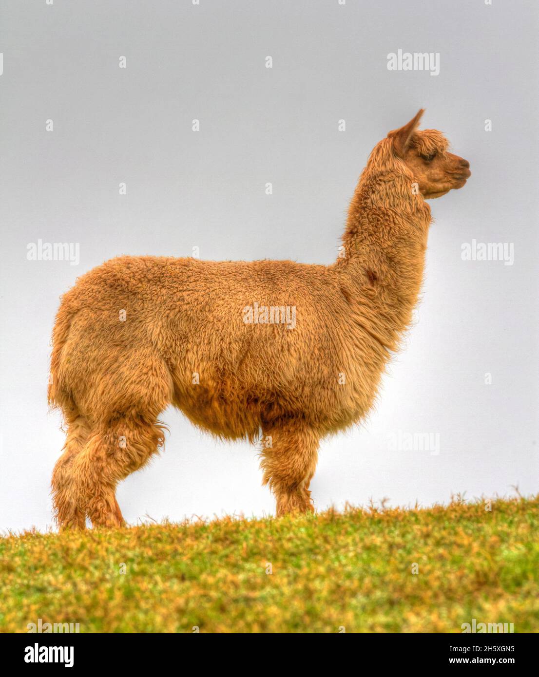 Alpaca animal brown and hairy fleece side profile Stock Photo