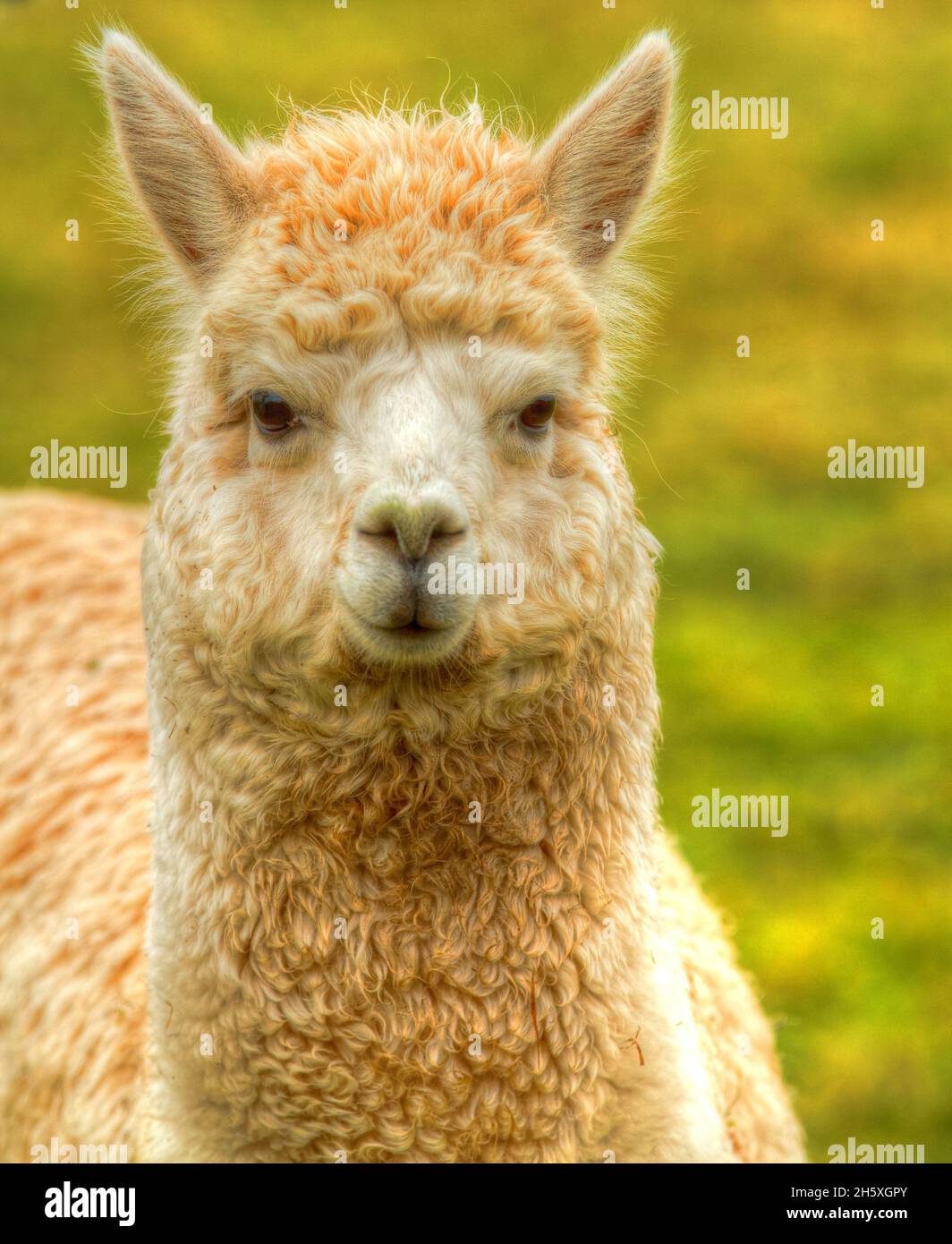 Alpaca portrait looking to camera in green field Stock Photo