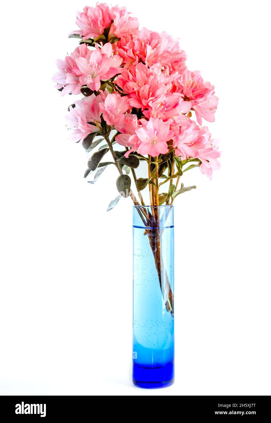 Southern Indian azaleas (Rhododendron indicum) are displayed in a blue vase, April 8, 2014, in Mobile, Alabama. Stock Photo