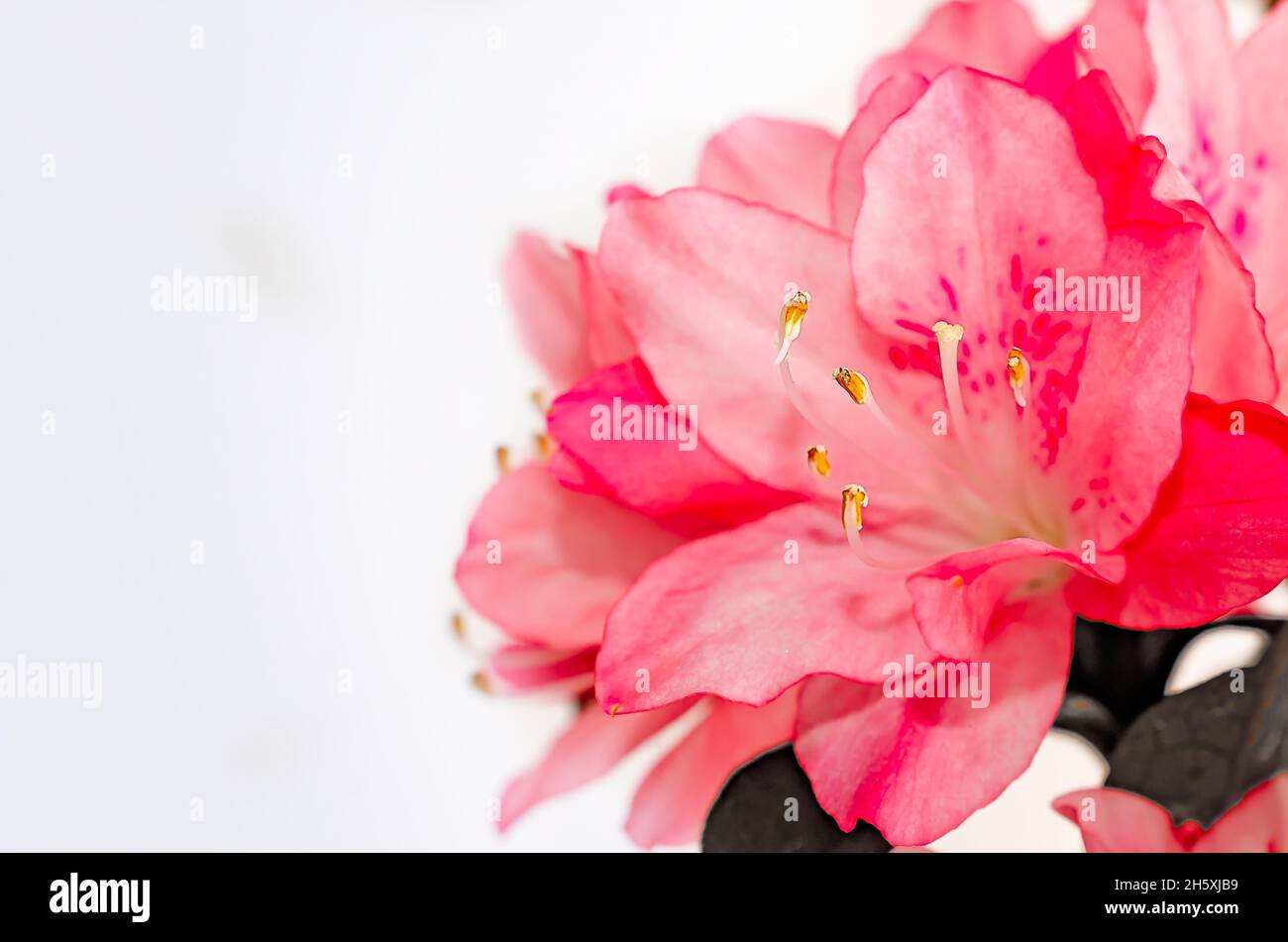 Southern Indian azaleas (Rhododendron indicum) are pictured on white, April 8, 2014, in Mobile, Alabama. Stock Photo