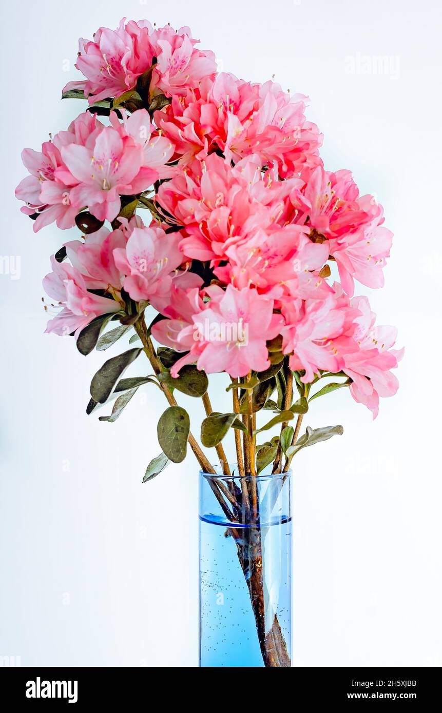 Southern Indian azaleas (Rhododendron indicum) are displayed in a blue vase, April 8, 2014, in Mobile, Alabama. Stock Photo