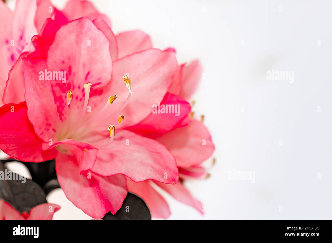 Southern Indian azaleas (Rhododendron indicum) are pictured on white, April 8, 2014, in Mobile, Alabama. Stock Photo