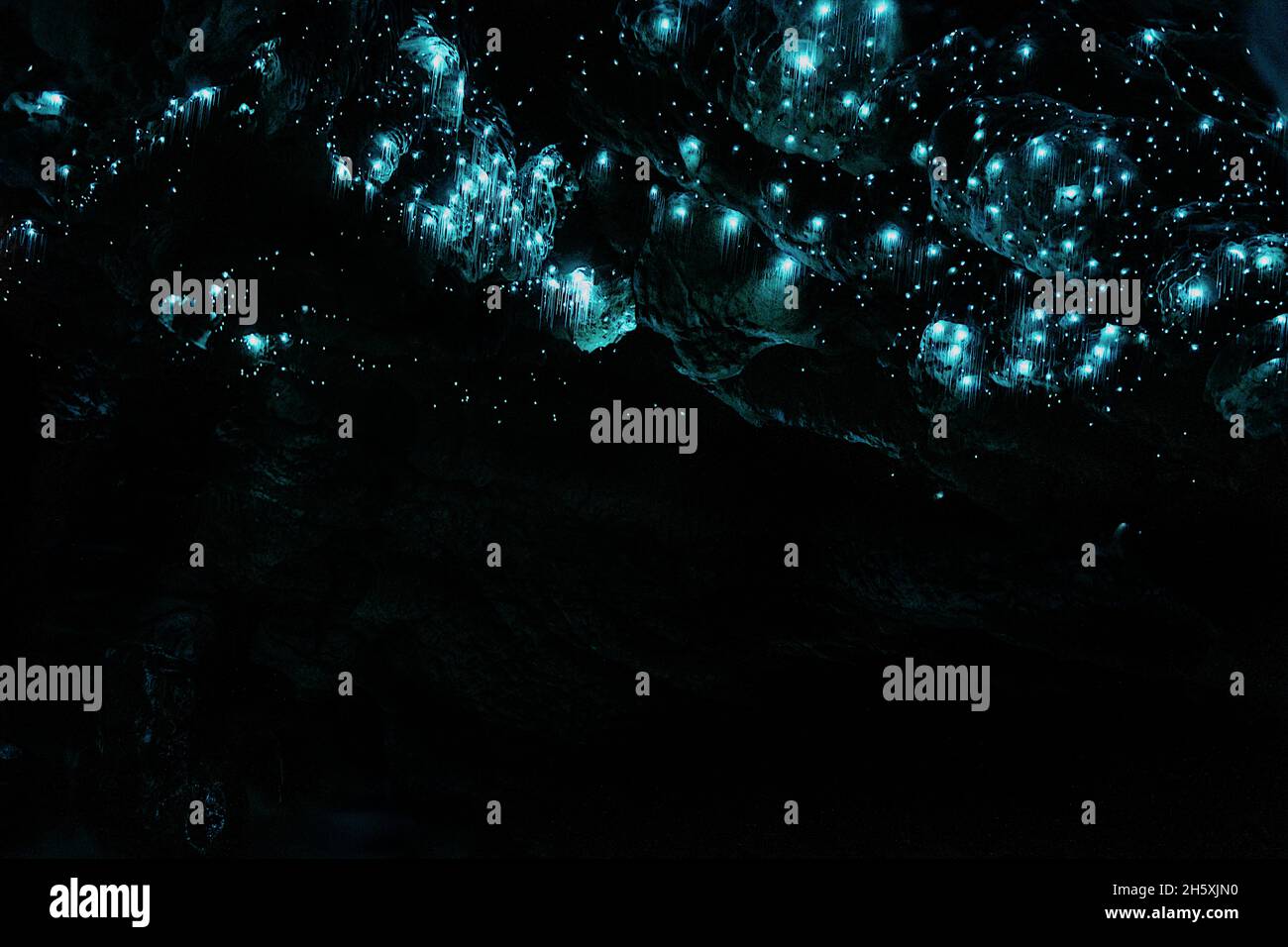 Glow worms in the Okupata cave, New Zealand Stock Photo Alamy