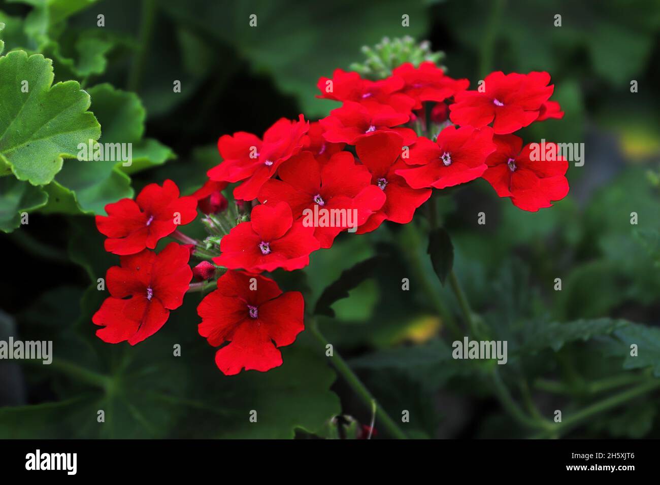 Red verbena flowers in full bloom during spring Stock Photo