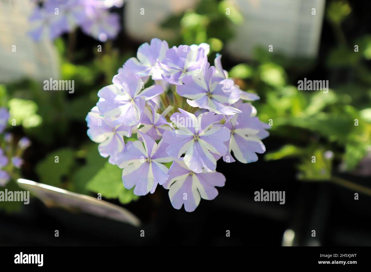 A cluster of purple and white striped verbena flowers Stock Photo