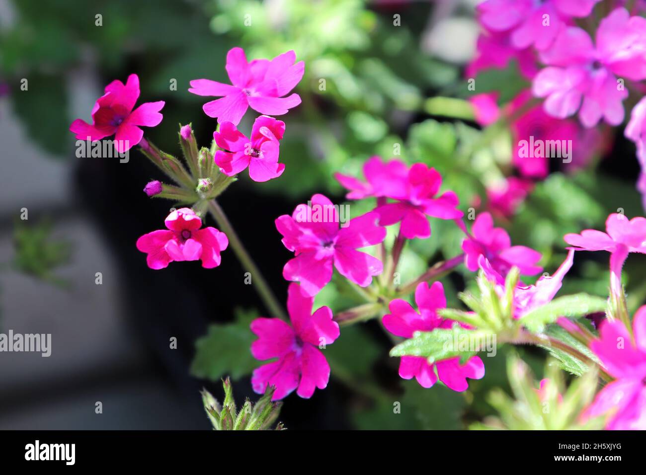 Closeup of delicate pink verbena flowers in bloom Stock Photo