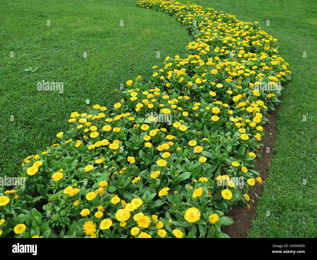 Yellow flower beds hi-res stock photography and images - Alamy