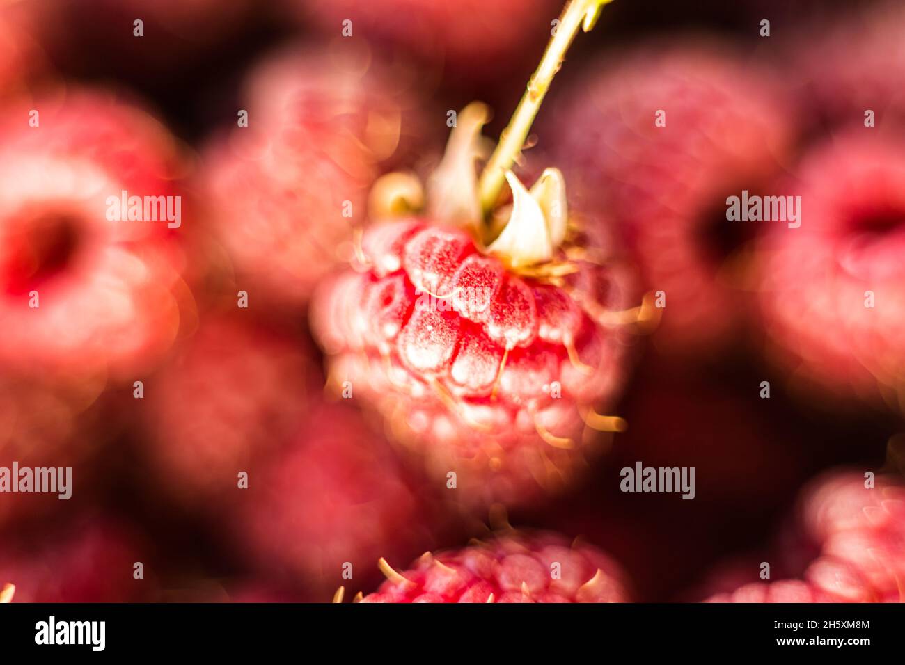 Fresh organic ripe raspberry - forest fruit Stock Photo - Alamy