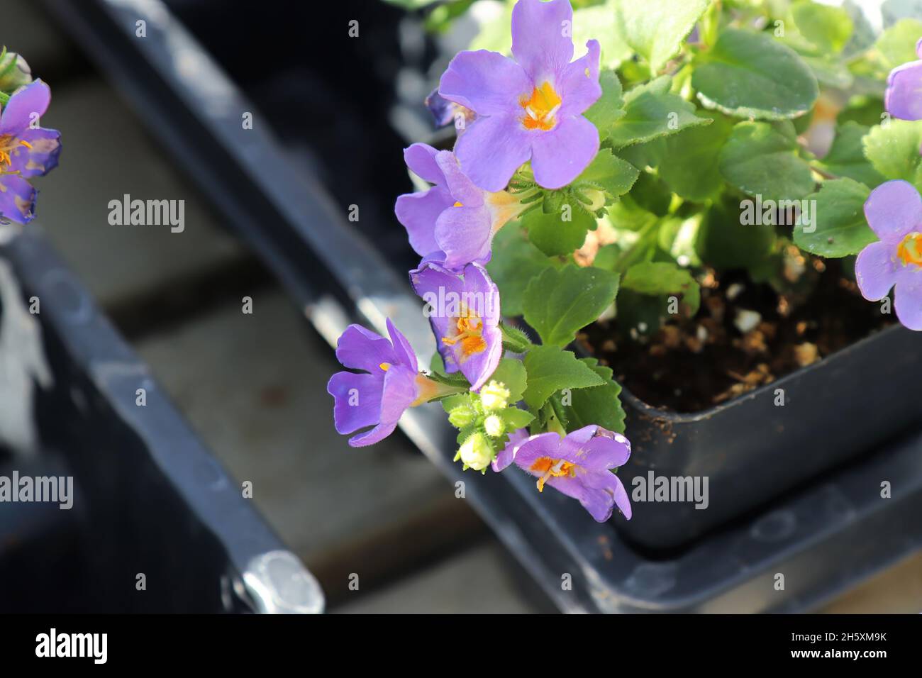 Purple and yellow delicated flowers on a Water Hyssop Stock Photo