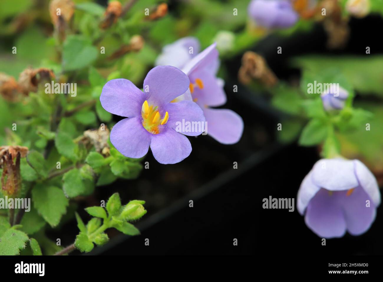 Purple and yellow delicated flowers on a Water Hyssop Stock Photo