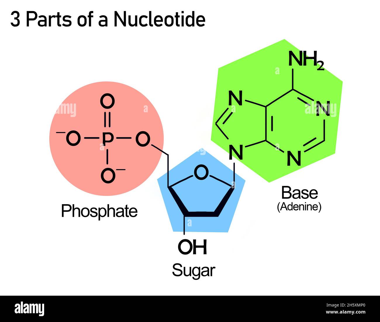 Nucleotide structure with nucleoside and a phosphate Stock Photo