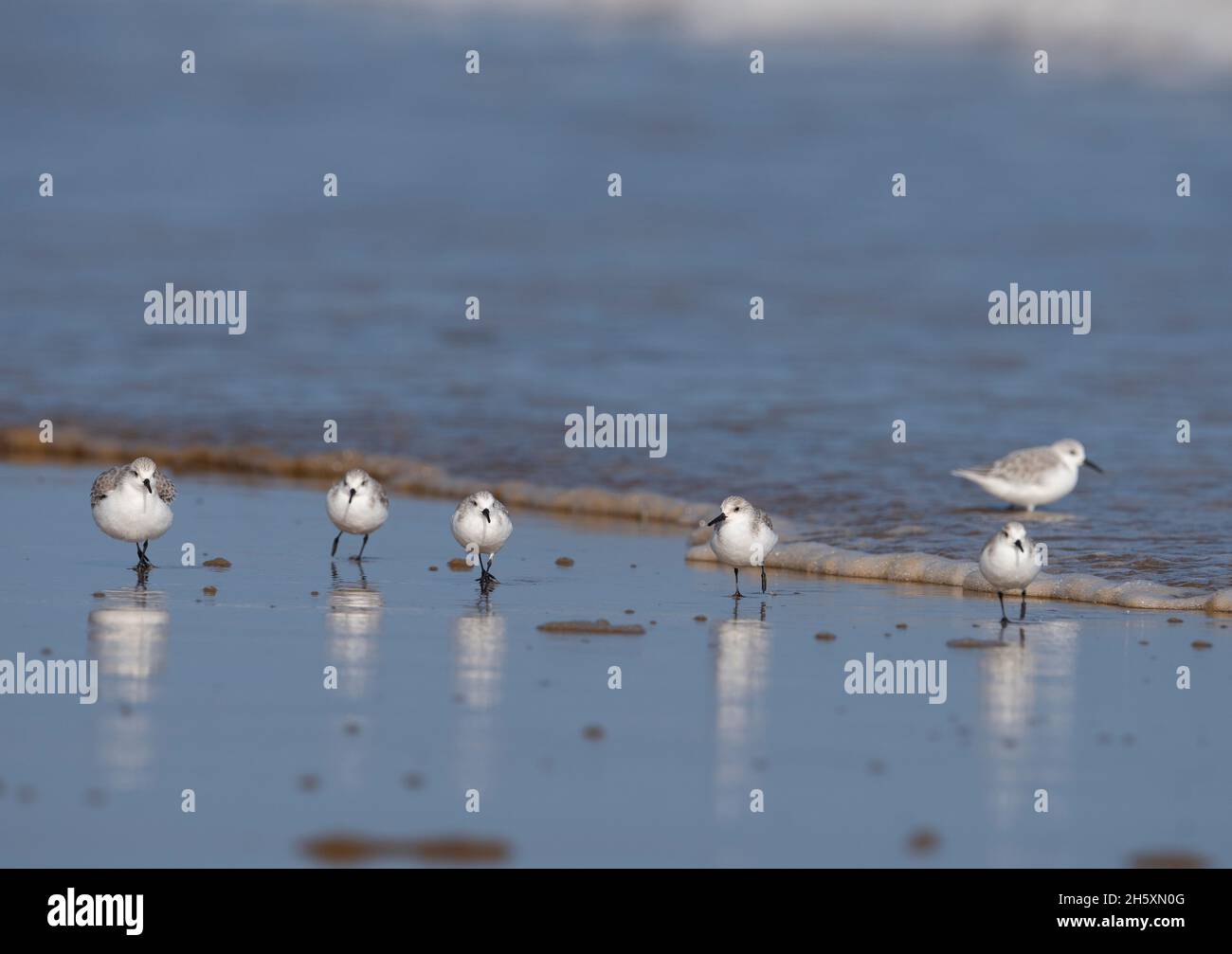 Group of Sanderling (Calidra alba) on a beach in Lincolnshire UK Stock ...