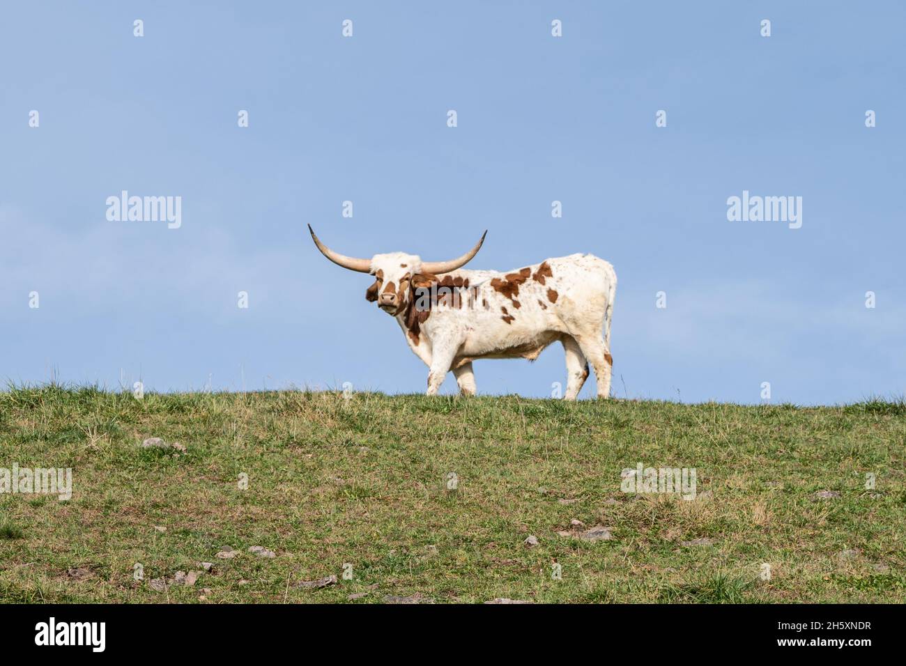 Texas longhorn animal hi-res stock photography and images - Alamy
