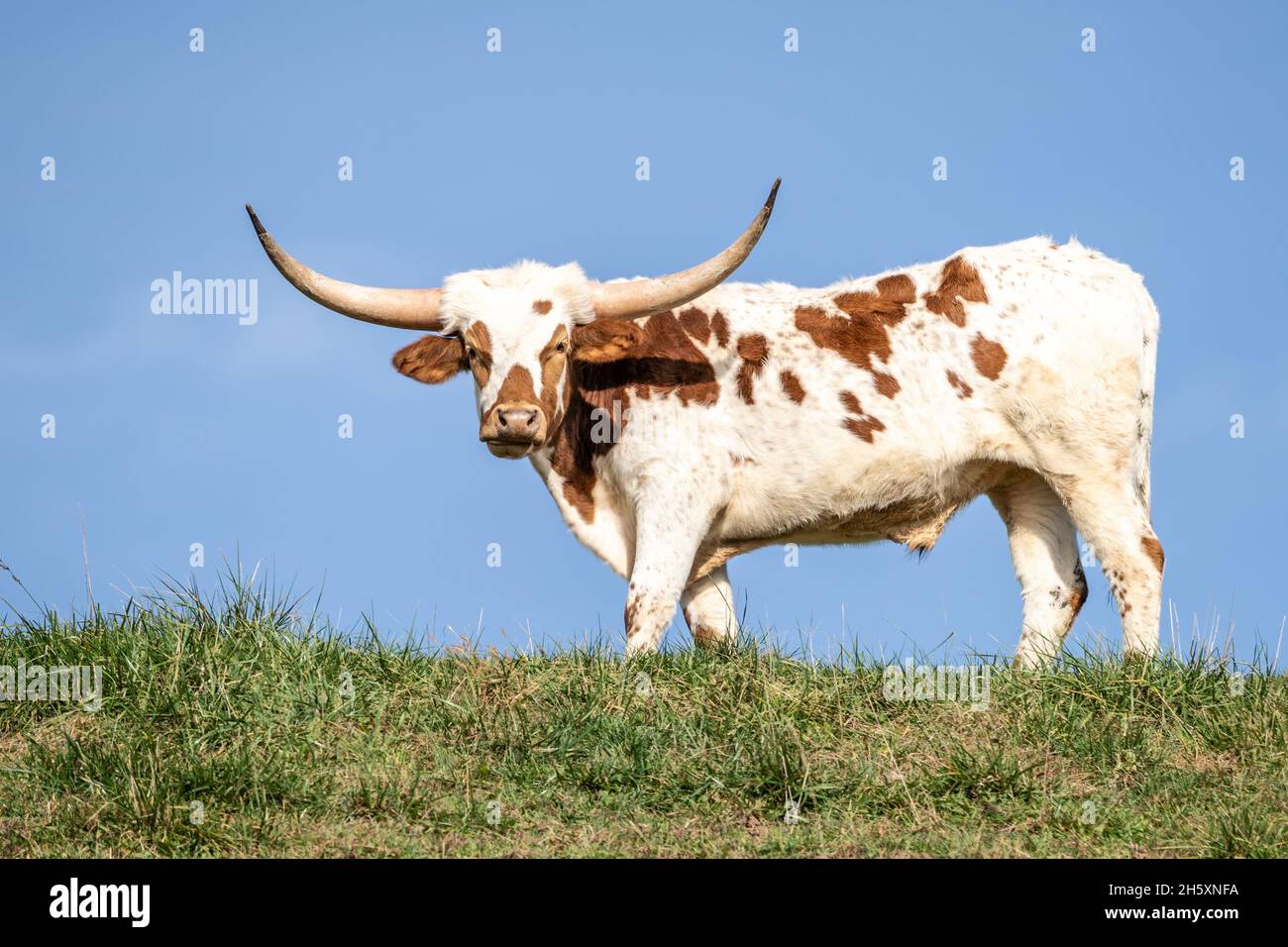 Texas longhorn cow stands grazing on green grassy hill. Photograph shot from low perspective Stock Photo