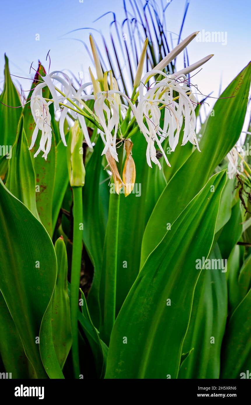 Poison bulb (Crinum asiaticum) blooms, April 14, 2015, in Mobile, Alabama. The plant is also known as poison bulb, giant crinum lily, and spider lily. Stock Photo