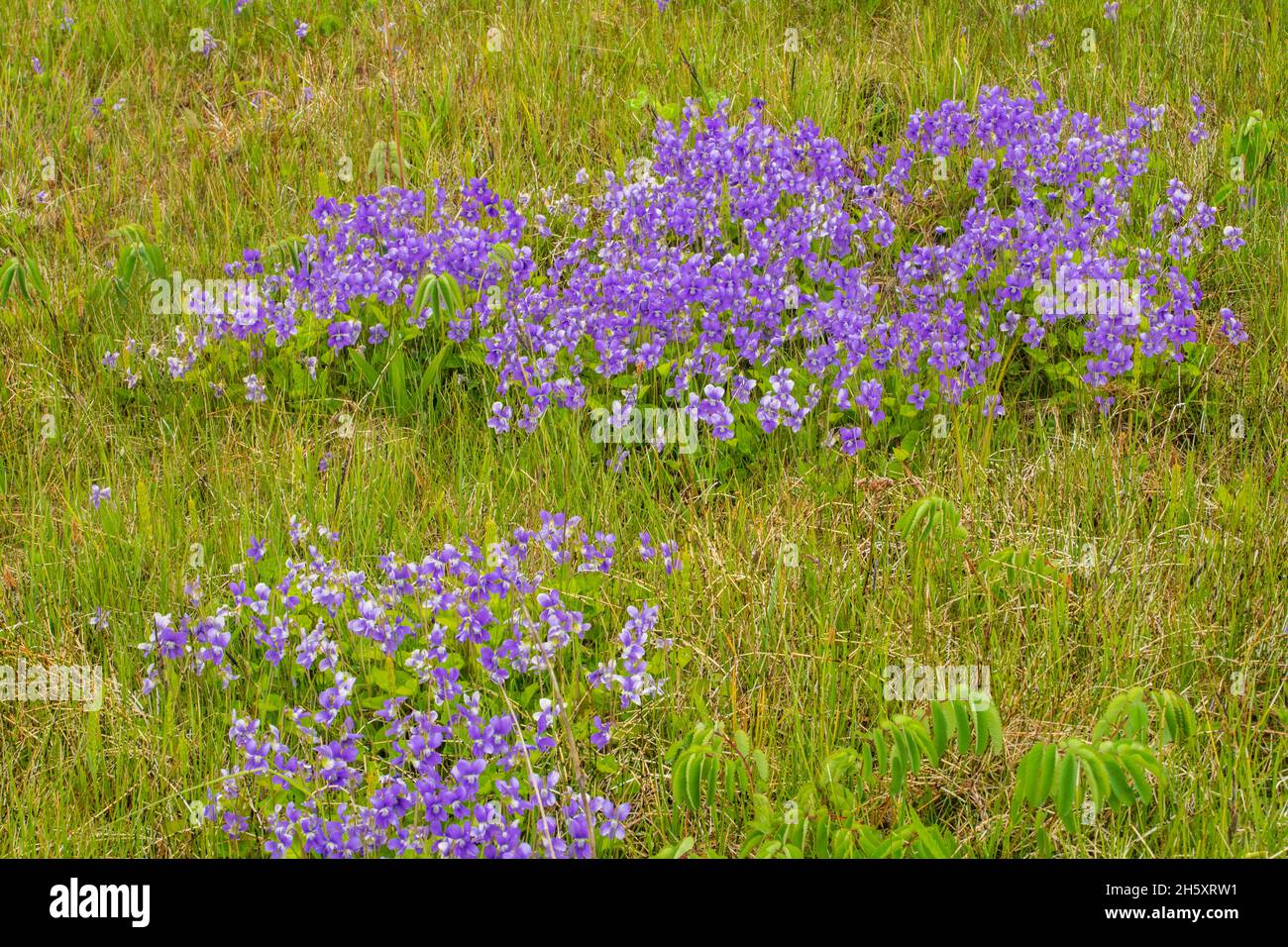 Violets blooming in a meadow, Sheaves Cove, Newfoundland and Labrador NL, Canada Stock Photo