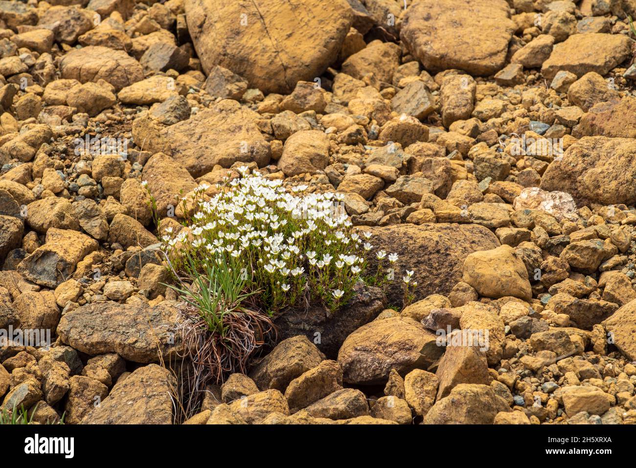 Tablelands flowers. Serpentine stitchwort (Minuartia marcescens), Gros Morne National Park, Newfoundland and Labrador NL, Canada Stock Photo