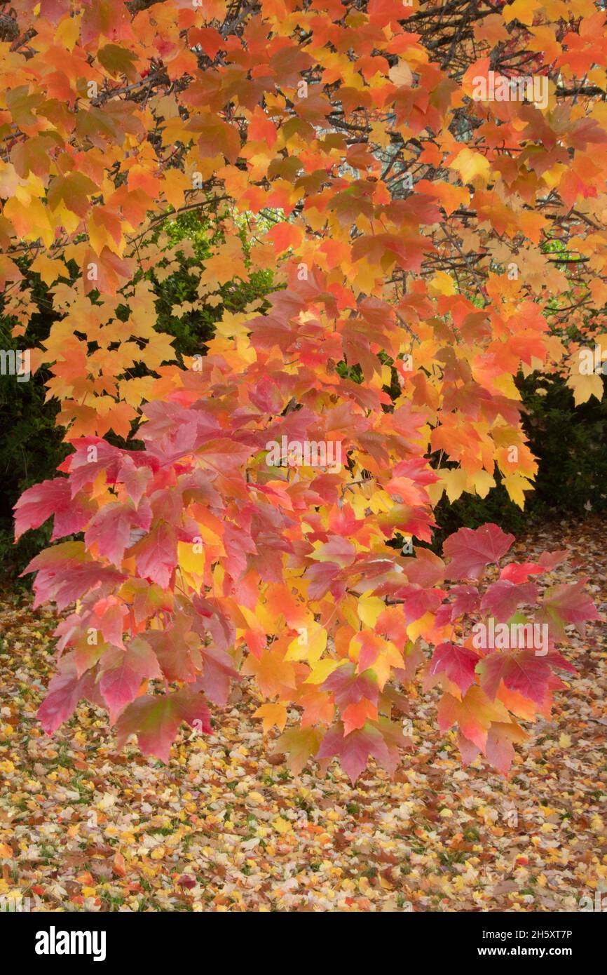 Red Maple (Acer rubrum) autumn leaves, Oregon, November Stock Photo