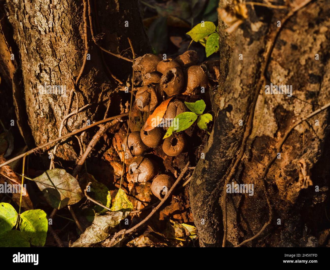 Puffball  fungus in the trunk branch crotch of an old tree,  Lycoperdon pyriforme Stock Photo