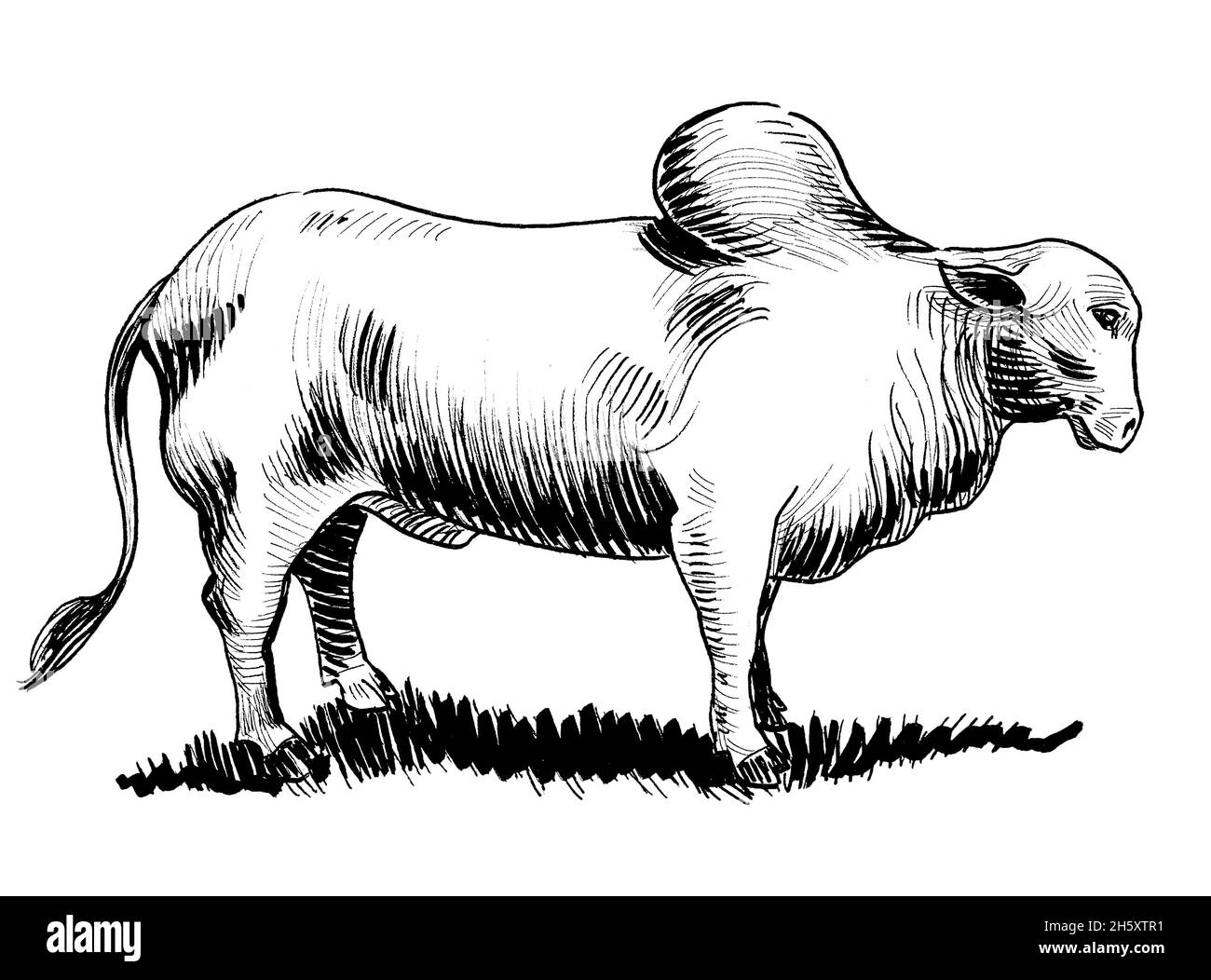Indian cow ink black and white drawing Stock Photo  Alamy