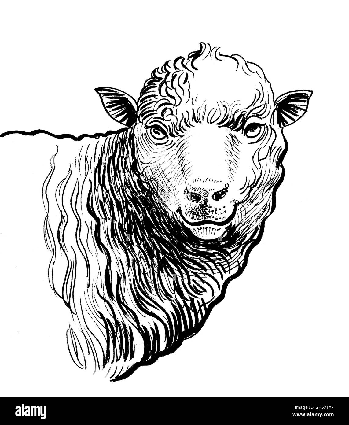 Sheep head. Ink black and white drawing Stock Photo Alamy