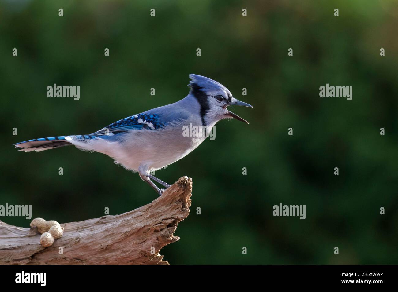 Bluejay head hi-res stock photography and images - Alamy