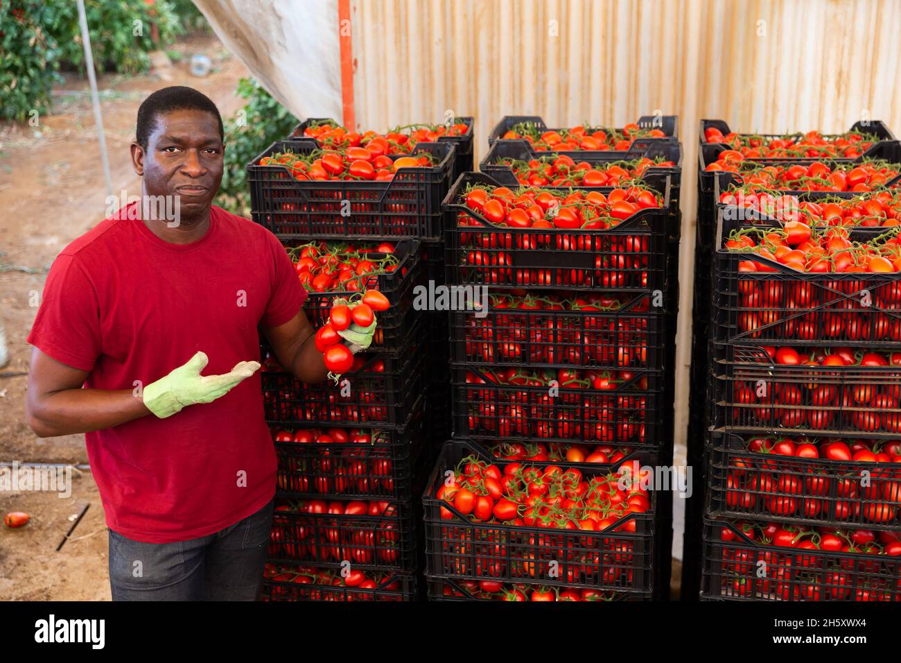 Farmer carries boxes with ripe tomatoes in the backyard Stock Photo - Alamy