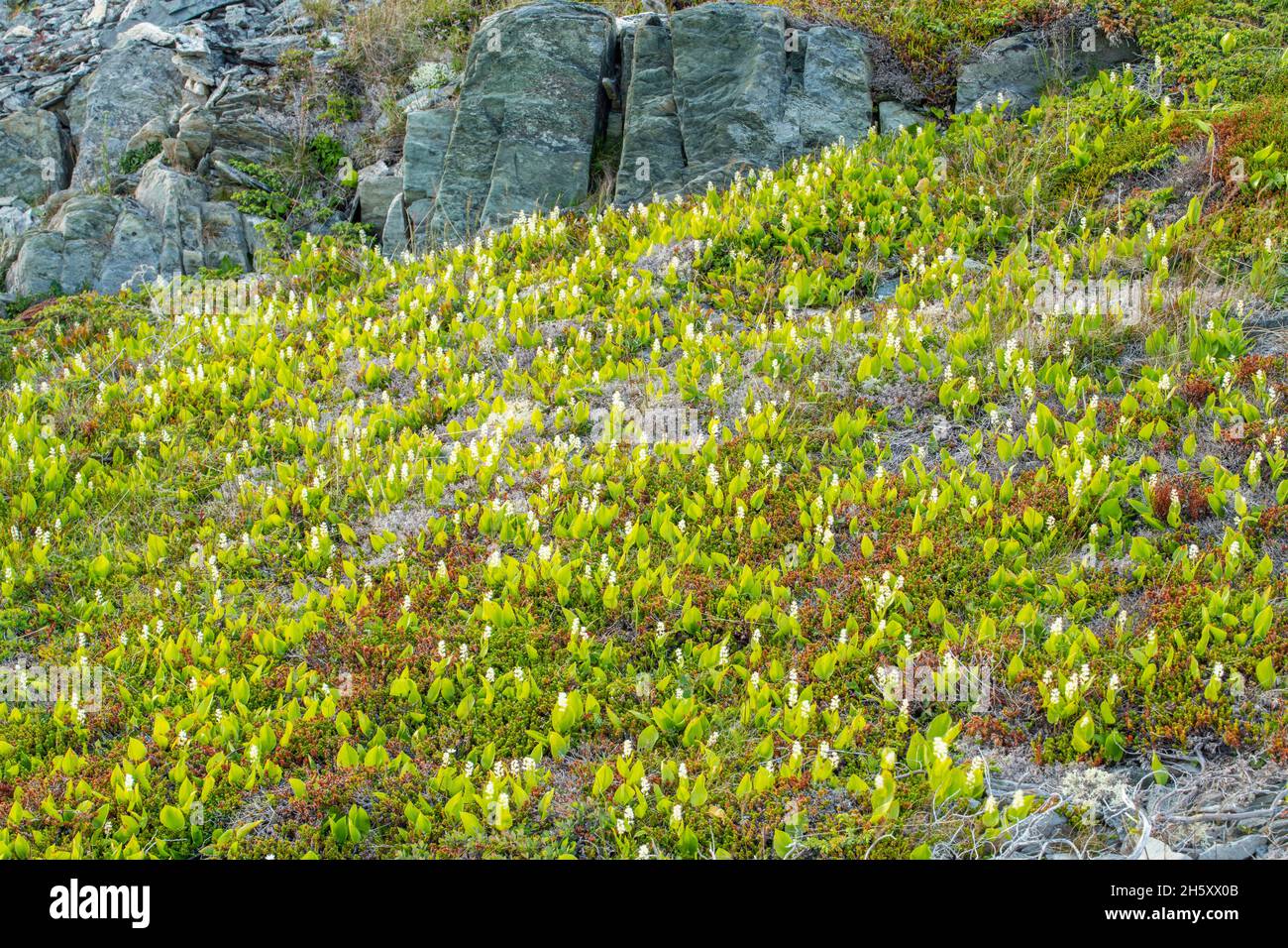 Brimstone Head rocks and vegetation- Flowering Canada Mayflower (Maianthemum canadense), Fogo, Newfoundland and Labrador NL, Canada Stock Photo