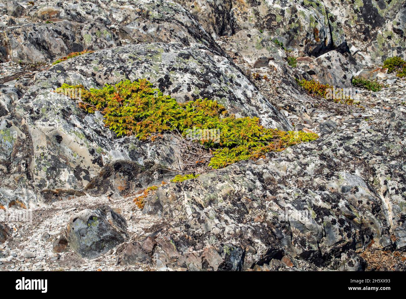 Creeping juniper (Juniperus horizontalis) colony and rocks, Fogo, Newfoundland and Labrador NL, Canada Stock Photo