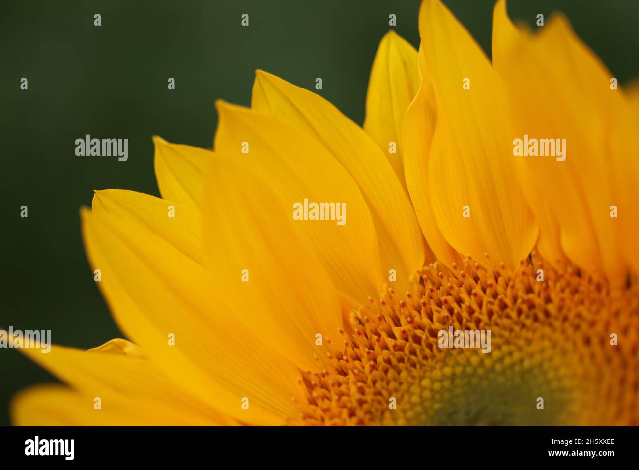 Sunflower Macro Stock Photo