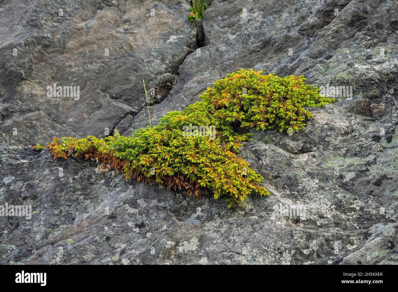 Creeping juniper (Juniperus horizontalis) colony and rocks, Fogo, Newfoundland and Labrador NL, Canada Stock Photo