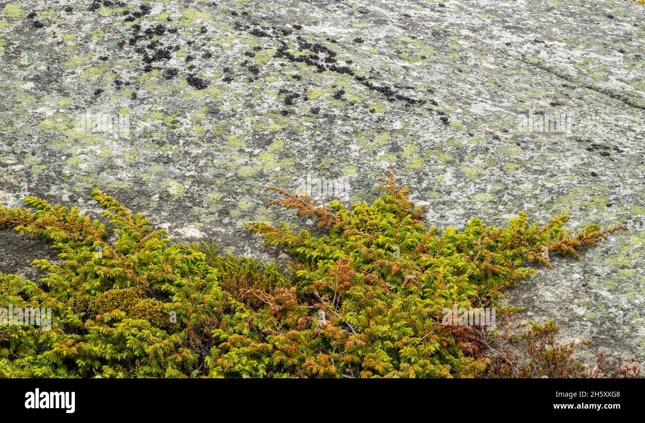 Creeping juniper (Juniperus horizontalis) colony and rocks, Rose Blanche, Newfoundland and Labrador NL, Canada Stock Photo
