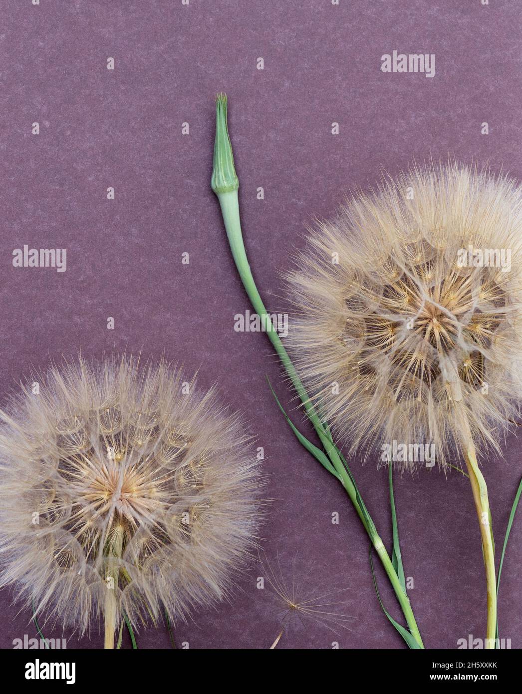 Flower arrangement of large fluffy dandelions with copy space for design. Stock Photo